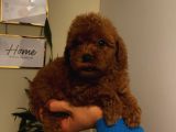 İnstagram Fenomeni Karamel’in Bebişleriiii