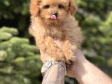Sevimli Toy Poodle Bebekler