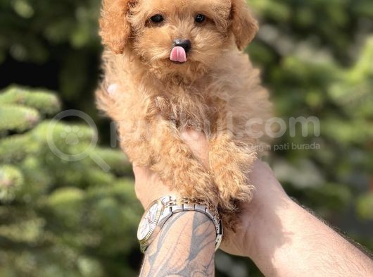 Sevimli Toy Poodle Bebekler