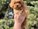 Sevimli Toy Poodle Bebekler