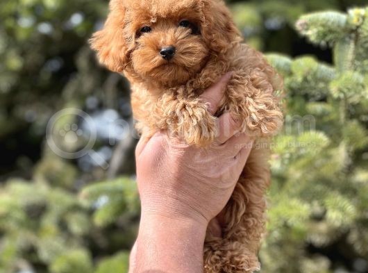 Sevimli Toy Poodle Bebekler görsel