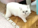 Aci̇lll Yetişkin Ve Yavrular British Longhair