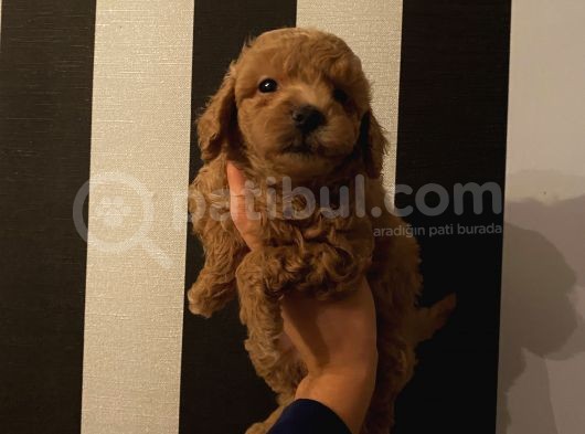 Safkan Aşılı Pasaportlu Toypoodle Bebeklerimiz görsel
