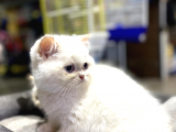 Irk Ve Sağlık Garantili British Shorthair