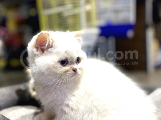 Irk ve Sağlık Garantili British Shorthair