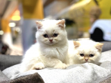 Irk Ve Sağlık Garantili British Shorthair