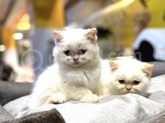 Irk Ve Sağlık Garantili British Shorthair görsel