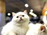 Irk Ve Sağlık Garantili British Shorthair