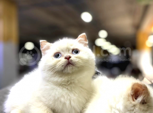 Irk Ve Sağlık Garantili British Shorthair görsel
