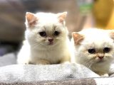 Irk Ve Sağlık Garantili British Shorthair