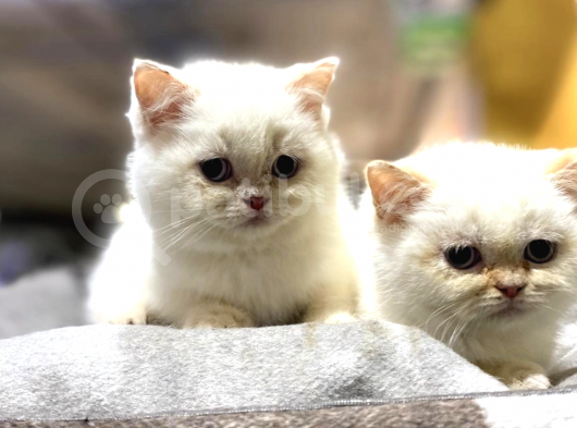 Irk Ve Sağlık Garantili British Shorthair görsel