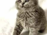 Show Kalite Scottish Fold Yavrumuz