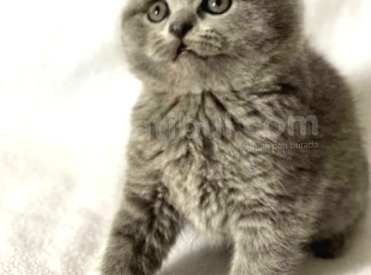Show Kalite Scottish Fold Yavrumuz