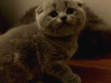 Show Kalite Scottish Fold Yavrumuz
