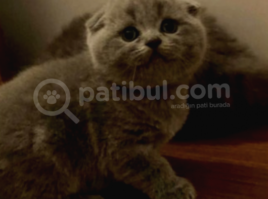 Show Kalite Scottish Fold Yavrumuz görsel