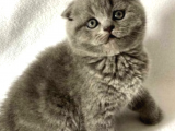 Show Kalite Scottish Fold Yavrumuz