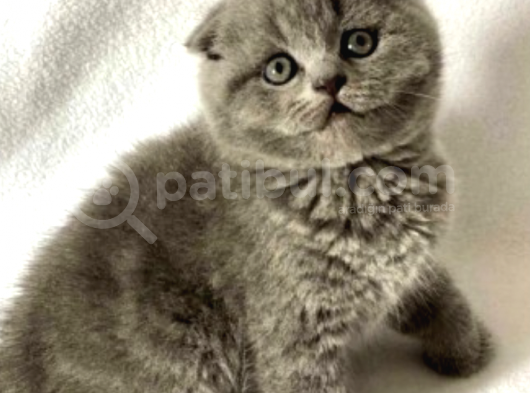 Show Kalite Scottish Fold Yavrumuz görsel
