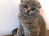 Show Kalite Scottish Fold Yavrumuz