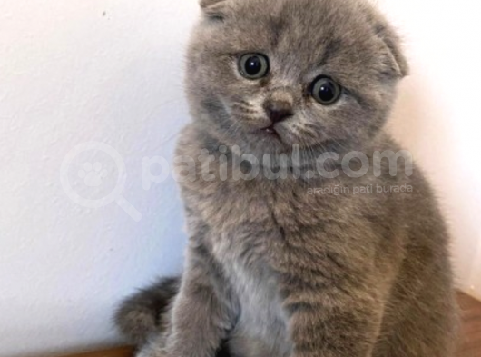 Show Kalite Scottish Fold Yavrumuz görsel