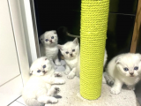 Irk Ve Sağlık Garantili Scottish Fold Yavrularımız