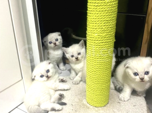 Irk ve Sağlık Garantili Scottish Fold Yavrularımız