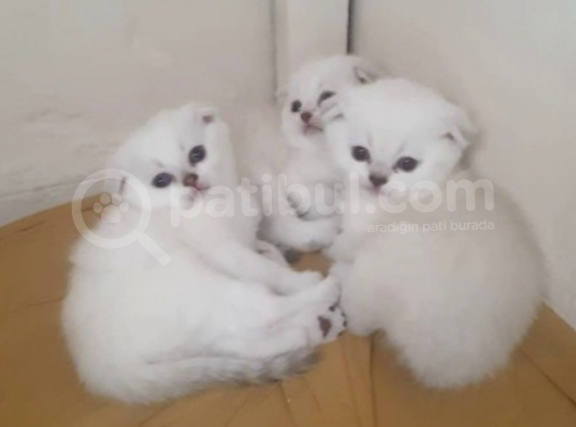 Irk Ve Sağlık Garantili Scottish Fold Yavrularımız görsel