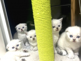 Irk Ve Sağlık Garantili Scottish Fold Yavrularımız