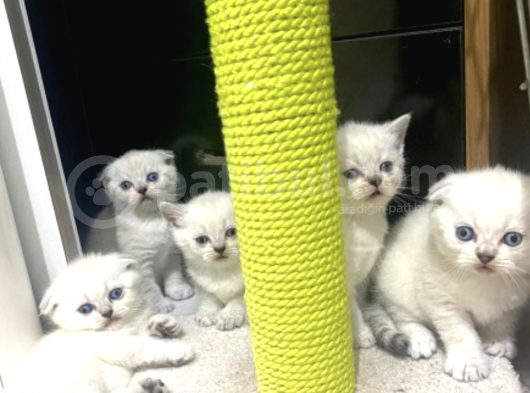 Irk Ve Sağlık Garantili Scottish Fold Yavrularımız görsel
