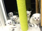 Irk Ve Sağlık Garantili Scottish Fold Yavrularımız