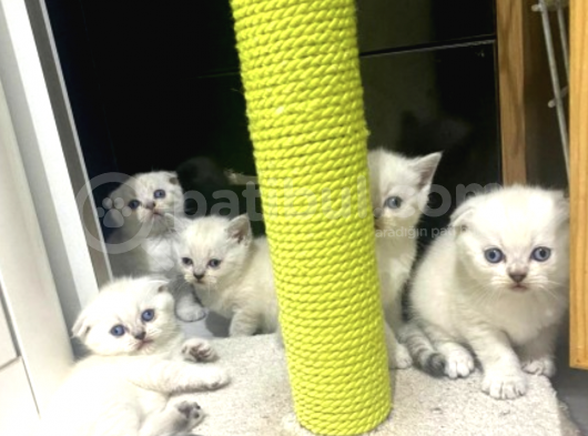 Irk Ve Sağlık Garantili Scottish Fold Yavrularımız görsel
