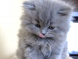 Irk Ve Sağlık Garantili British Shorthair Yavrularımız