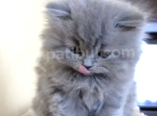 Irk ve Sağlık Garantili British Shorthair Yavrularımız