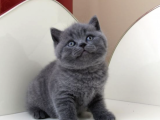 Irk Ve Sağlık Garantili British Shorthair Yavrularımız