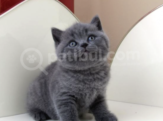 Irk Ve Sağlık Garantili British Shorthair Yavrularımız görsel