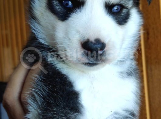 Maviş Gözlü Husky Yavrularımız Burkem Den görsel