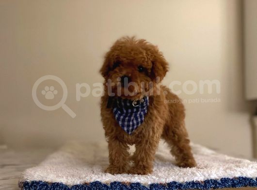 Orji̇nal Red Poodle Yavrumuz
