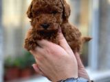 Orji̇nal Red Poodle Yavrumuz