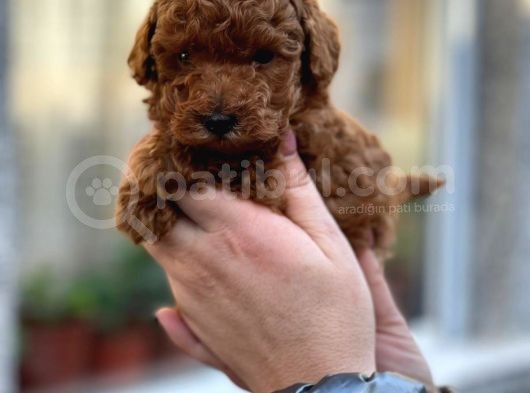 Orji̇nal Red Poodle Yavrumuz görsel