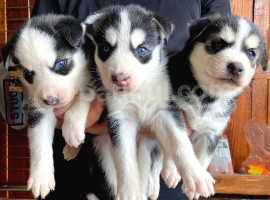Husky Si̇bi̇rya Kurdu Bebekler Irk Garanti̇li̇ görsel