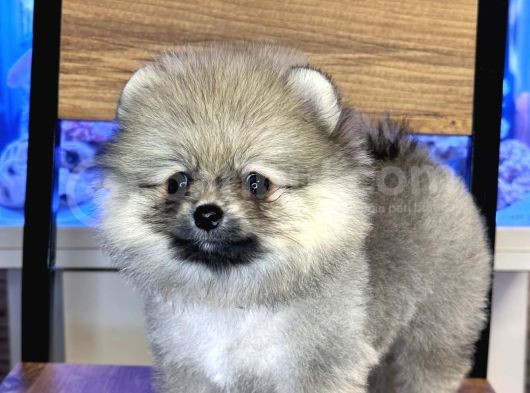 Di̇şi̇ Pomerani̇an Boo Yavrumuz görsel