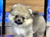 Di̇şi̇ Pomerani̇an Boo Yavrumuz