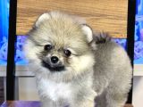 Di̇şi̇ Pomerani̇an Boo Yavrumuz