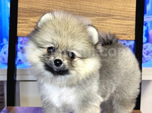 Di̇şi̇ Pomerani̇an Boo Yavrumuz