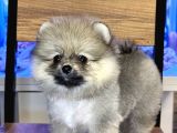 Di̇şi̇ Pomerani̇an Boo Yavrumuz