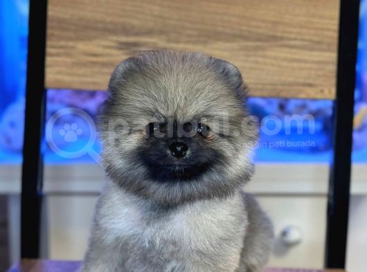 Orji̇nal Pomerani̇an Boo Yavrularimiz görsel