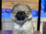 Orji̇nal Pomerani̇an Boo Yavrularimiz