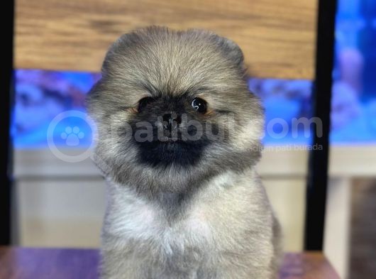 Orji̇nal Pomerani̇an Boo Yavrularimiz görsel