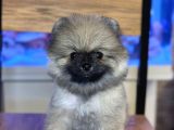 Orji̇nal Pomerani̇an Boo Yavrularimiz