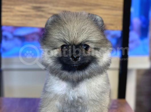 Orji̇nal Pomerani̇an Boo Yavrularimiz