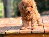 Bi̇r Bi̇ri̇nden  Güzel Yavru Köpekler  Sahi̇pleri̇ni̇ Bekli̇yor